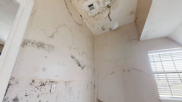 Best Emergency Mold Remediation  in Inverness Highlands South, FL