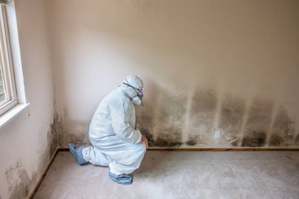 Professional Mold Removal in Inverness Highlands South, FL