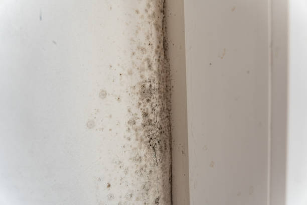 Best Environmental Consulting for Mold Prevention  in Inverness Highlands South, FL